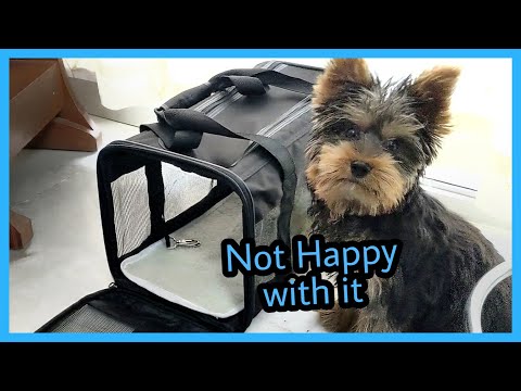 New carrier for my Yorkie Puppy (He's Not Happy)