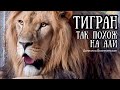 ❤ АЛИ - АЛИШКА ⁉️  Лев ТИГРАН. Life of #lions​