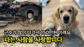 사람을 사랑하는 골든리트리버의 몸값 150만원