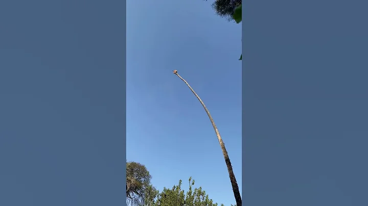 WORKER CUTS DOWN 100FT PALM TREE