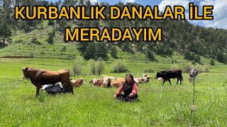 MERA HAYVANCILIĞINDA KURBANLIK BAKIMI ‍ HAYVANCILIĞIN ZORLUKLARI DOLU YAĞDI PERİŞAN OLDUK !!!