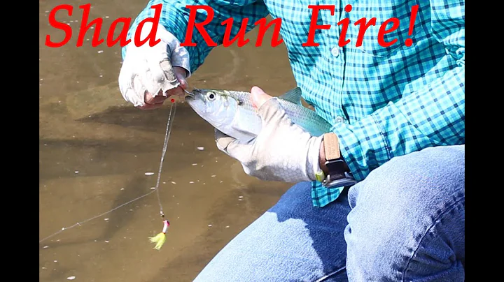 How to Catch Shad: Shad Fishing Tactics & Rigs tha...