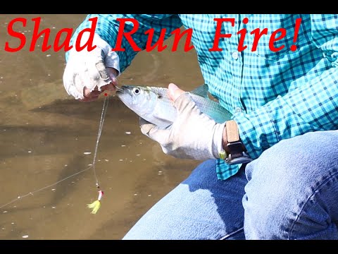 How to Catch Shad: Shad Fishing Tactics & Rigs that Work!