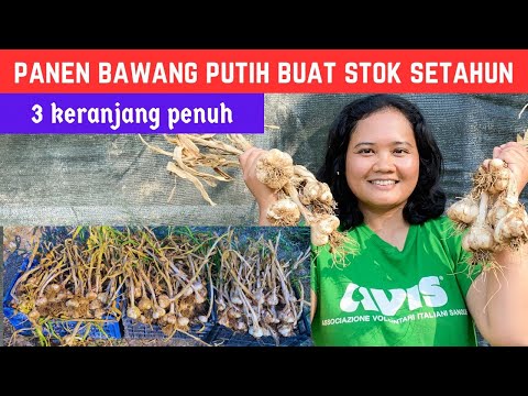 Video: Kapan memanen bawang putih yang terlalu dingin?