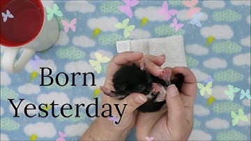 Newborn Kitten Bottle Feeding Tips And Suggestions Cute Baby Orphaned Kitten - The Ear Wiggle