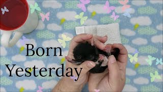Newborn Kitten Bottle Feeding Tips And Suggestions Cute Baby Orphaned Kitten - The Ear Wiggle screenshot 5
