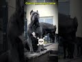 Guess the Dogs name || cute / scarry dogs #dogshorts