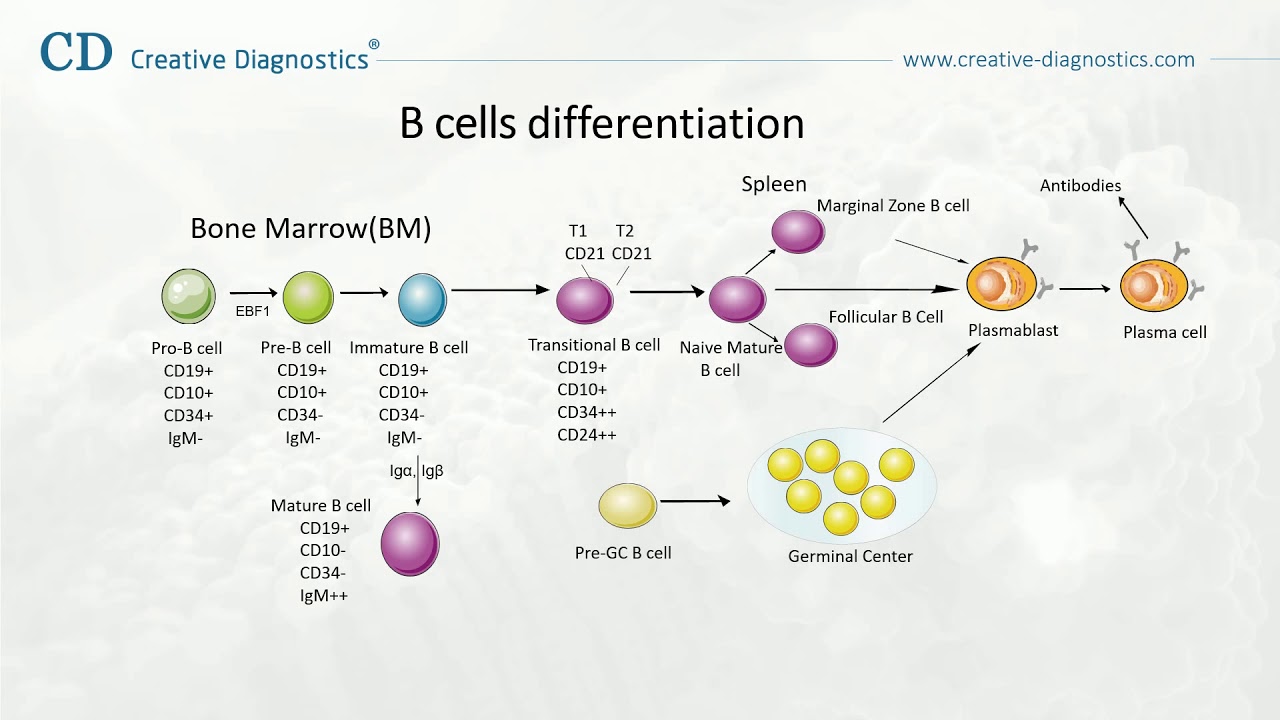 T Cell Differentiation Pathway