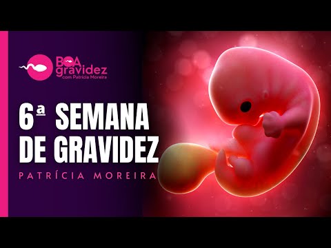 Vídeo: 6 semanas de desenvolvimento do bebê