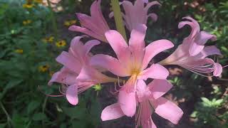 Lycoris Plant Profile