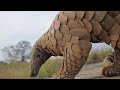 Most armored animals in the world  full body armor