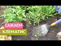 СЕКРЕТЫ ПОСАДКИ КЛЕМАТИСА: НЕ ЗАБУДЬТЕ ПРО ГАЗЕТУ!