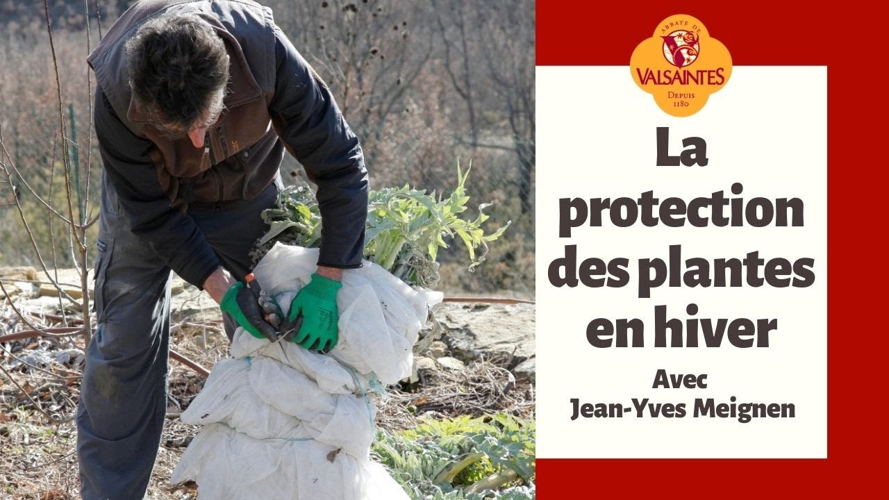 protection des plantes en hiver 