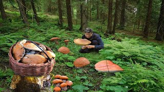 GIANT Mushrooms (2023). Picking WILD MUSHROOMS 2023, Extreme Boletus Mushrooms, mushrooms picking.