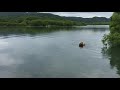 Медведь плывет по Курильскому озеру