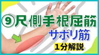 尺側手根屈筋】腱鞘炎解消するサボリ筋1分間トレーニング - YouTube