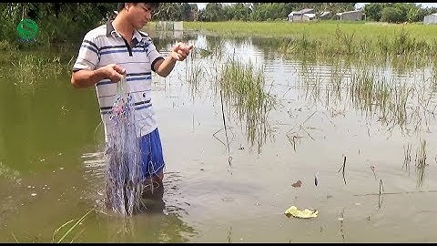 Giăng lưới ruộng | Bắt cá rô đồng | Sắc Màu VN