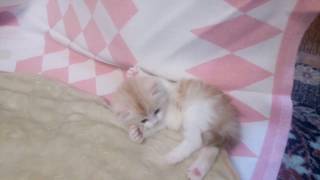 Котенок шотландец (скоттиш страйт хайлайт) Котенок шотландец (скоттиш страйт хайлайт)