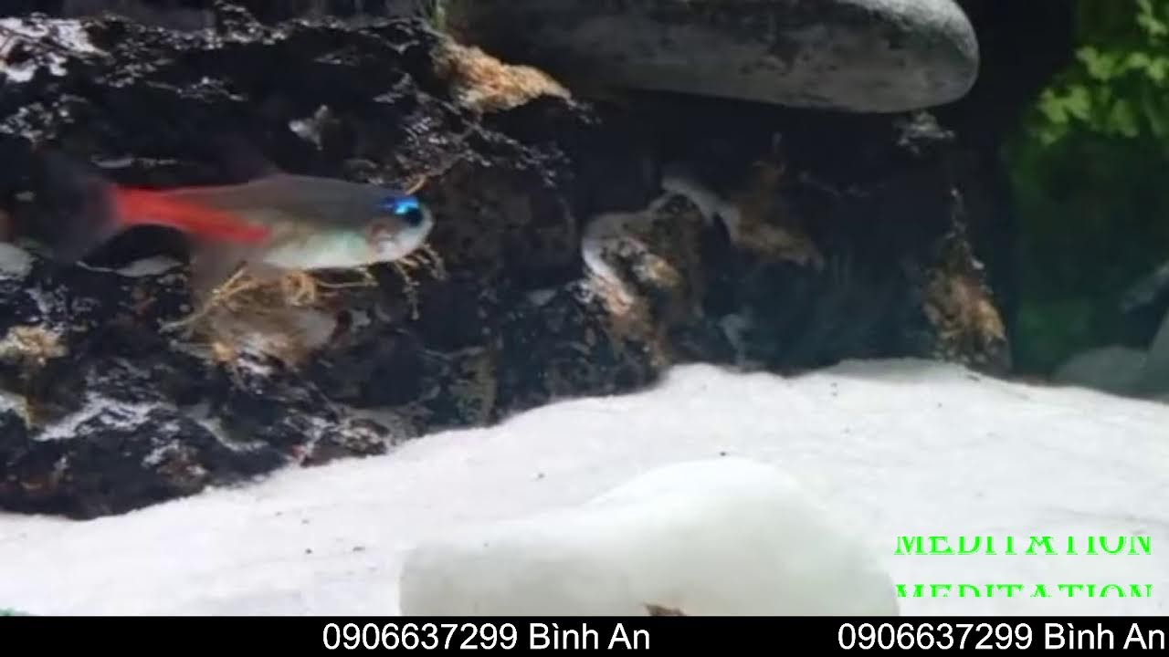 LIVE 29012026 591 :Hyper-Zen: Gamma Meditation. Pure Gamma Waves (40Hz) - Deep Focuswaves.