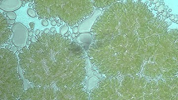 Botryococcus lipids excretion.avi