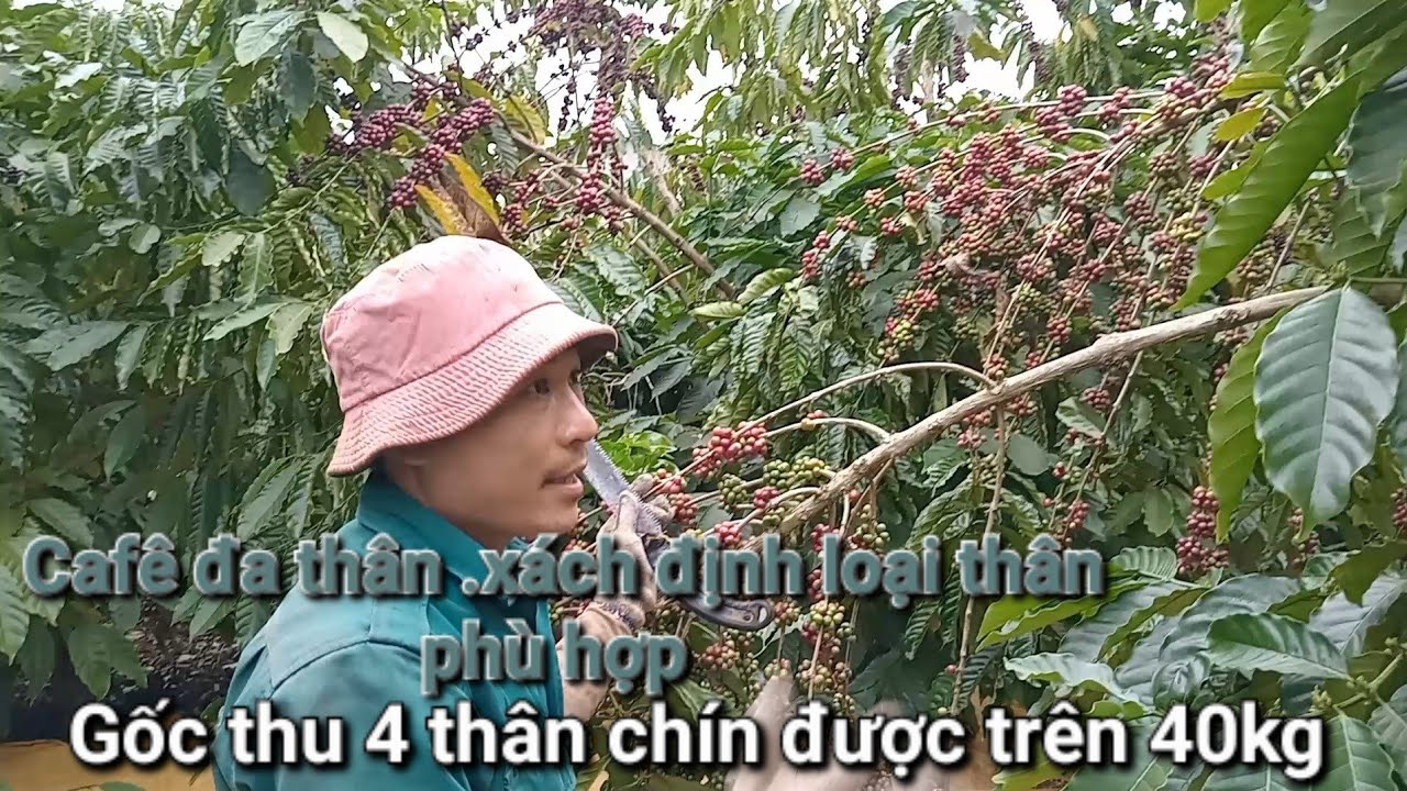 Cafê đa thân thu bốn thân sàn lượng trên 40kg/sống 2 miền khám phá