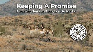 Keeping a Promise: Returning Sonoran Pronghorn to Mexico by Arizona Game And Fish 1,539 views 7 months ago 5 minutes, 32 seconds