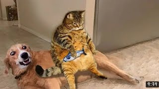 Funny Animals - Funniest Cats And Dogs Video 😺🐶 Funny Animal Videos😂 by FunnyWorld 2,531 views 3 months ago 8 minutes, 3 seconds