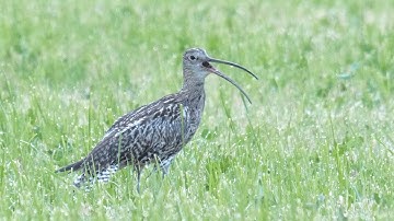 Curlew cur-lee call