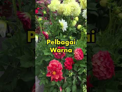 Kea Farm @ Cameron Highland || Day trip - Part 3