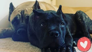 Cane Corso day in the life!