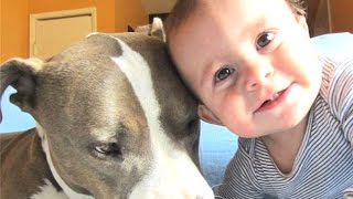 Best Of Babies Laughing Hysterically At Dogs And Cats Compilation 2014 [NEW]