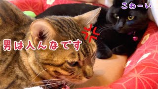コタツの上の女子会に入ってくる雄猫に激おこベルさん!