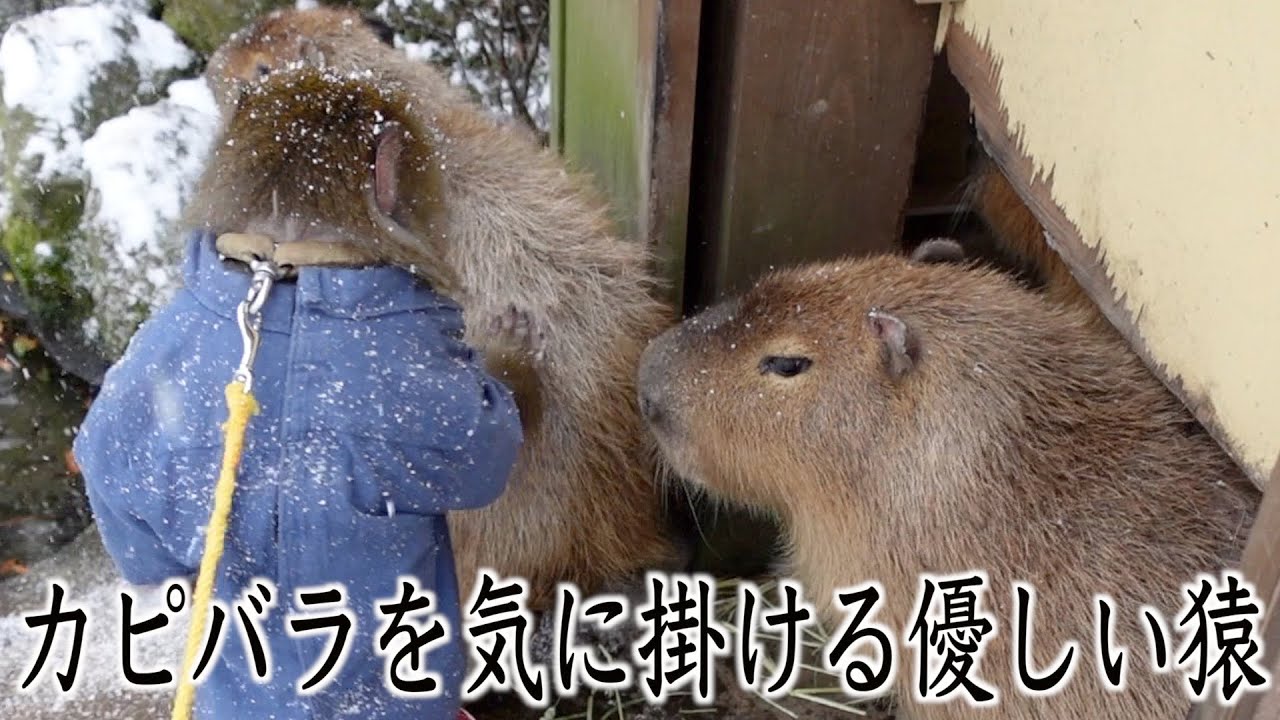 It's been a while since it snowedthe kind Japanese macaques