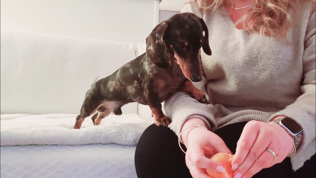 КАК РЕАГИРУЕТ МИНИ-ТАКСА, КОГДА ОН ВПЕРВЫЕ ОБНАРУЖАЕТ МАНДАРИНЫ?