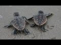 AMAZING FOOTAGE of Baby Turtle Hatch  , Run Towards the Ocean at Riu Ocho Rios Jamaica August