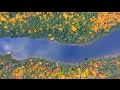 The most beautiful aerial view of algonquin park fall colors 4k u.