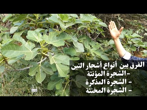 فيديو: رعاية نباتات شجرة الحمامة - تعرف على زراعة أشجار الحمامة