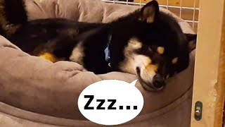 【豆柴】コストコで購入したペット用ベッド 噛み対策をした【柴犬くろた】