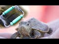 Fish-Trap Caught Baby Brown Turtle (SO CUTE)