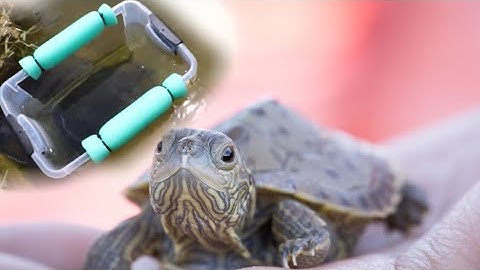 Fish-Trap Caught Baby Brown Turtle (SO CUTE)