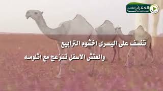 شيلة ياللي تسوم الوضح كلمات عبدالله بن عون اداء مشاري العفري