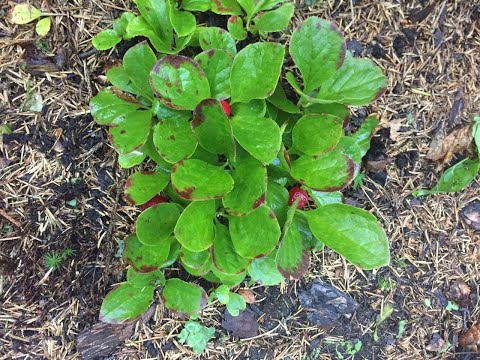 Video: Krasnik - Vaccinium Praestans - Noderīga Sahalīnas Oga (Krasnik - Uz Dārziem)