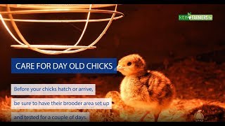 How to take care of Day-old chicks