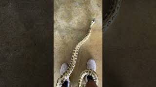 Celebrity Crikey that’s a pretty big Carpet Python 🐍 Wealth