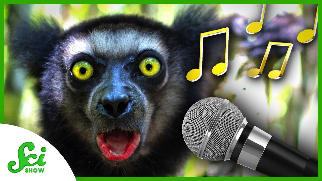 Karaoke Lemurs and the Evolution of Music