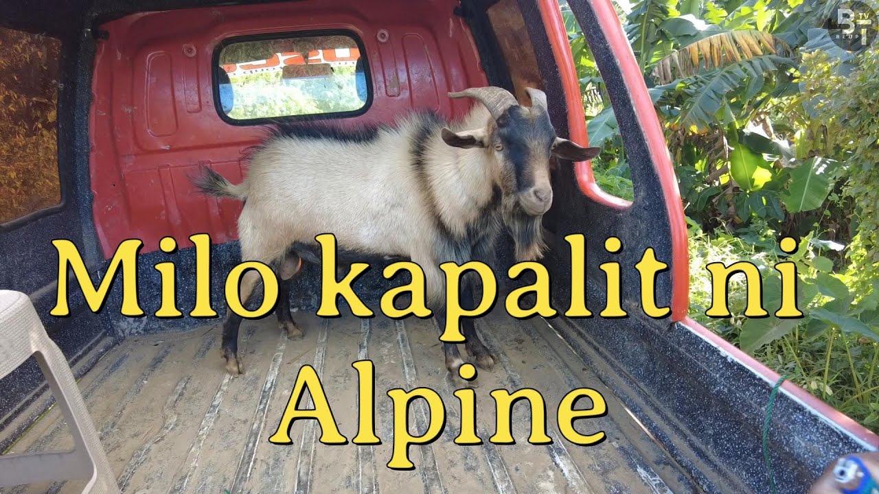 MiLo is the new GOAT