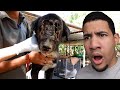 Rescatando Animales Abandonados #4 (Vas a Llorar De Emoción)