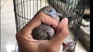 WOW 😭 Luxury Turtle Doves CHEAP 2 times Local Nature 😱😱