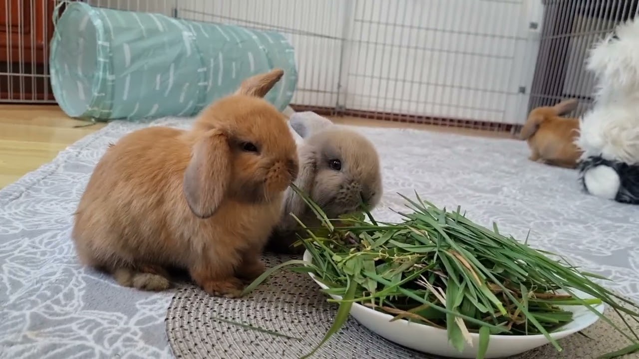 CUTE BUNNIES /// SŁODKIE maluszki mini lop rozbrykane króliczki domowa hodowla #LOVELYLOPSPOLAND