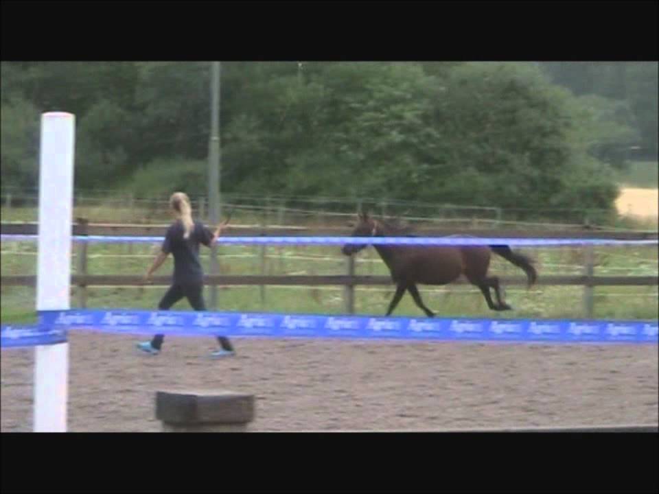 MCC Kerdar's Knight Loosejumping